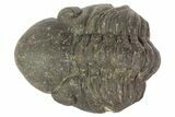 Partially Enrolled Reedops Trilobite - Atchana, Morocco #67039-1